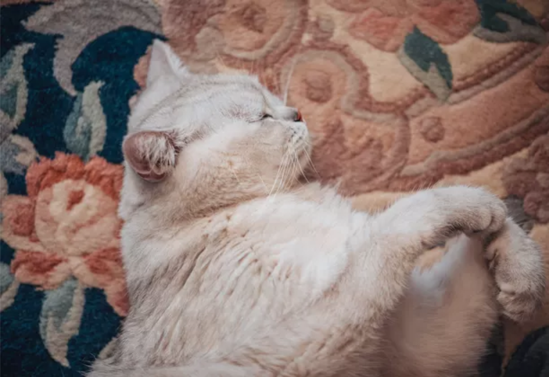 The Best Cat Breeds For Apartments Cuteness